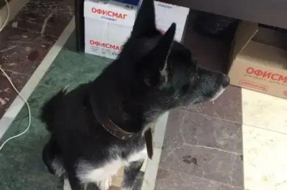 Найдена собака в Уфе, Комсомольская 125 #Help #ДобрыеДела
