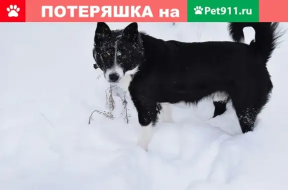 Пропала собака в с. Озерки, Белгородская область