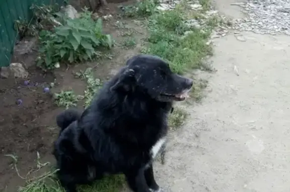 Пропала собака на улице Трудовой, Муром.