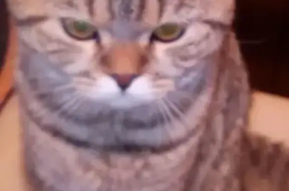 Кошки потеряшки, Ижевск, фото: Потеряшка кот на улице Подгорной, Ижевск. Помогите найти!