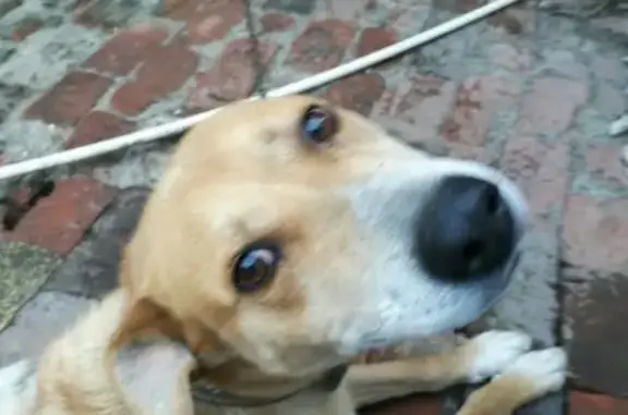 Пропала собака в Ижевске, район Радужный, кличка Джеса