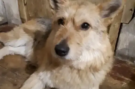Найдена собака на ул. Бредова в Мурманске