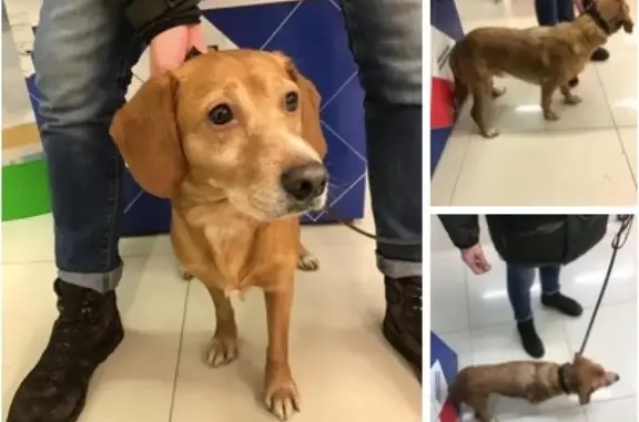Найдена собака в Марьино с ошейником и поводком!