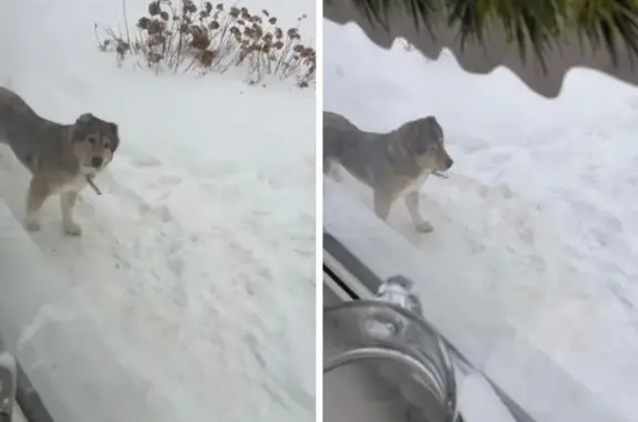 Найдена собака в деревне Рыжково, Наро-Фоминский район