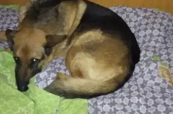 Пропала собака ФАБИ на станции 81-й км в Александрове