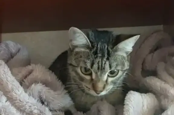 Найдена кошка на Студенческой 16, ищем хозяев