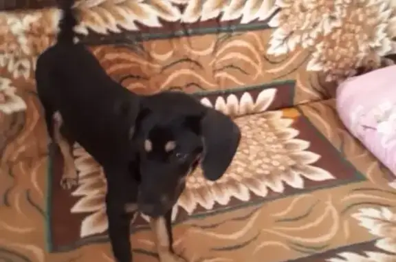 Собаки потеряшки, Чесма, фото: Потеряшка собака в Чесменском районе, ул. Кирова - пер. Пионерский