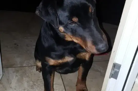 Пропала собака Зевс в Кореновсе, Краснодарский край