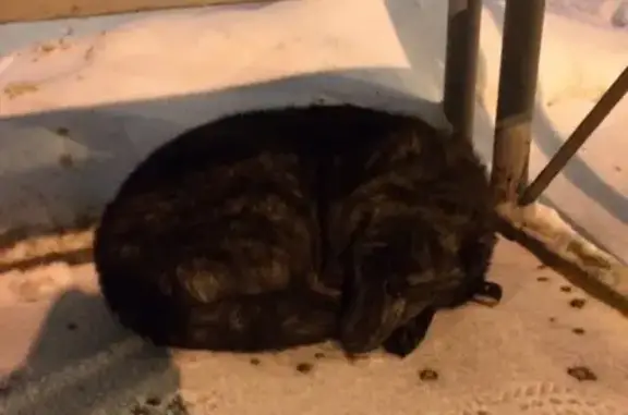 Найдена собака на остановке Военный городок, Нижний Новгород