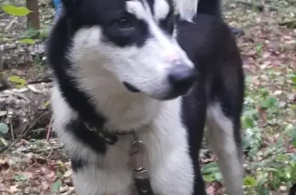 Пропала собака в Щёлково, Восточносибирская лайка Батас