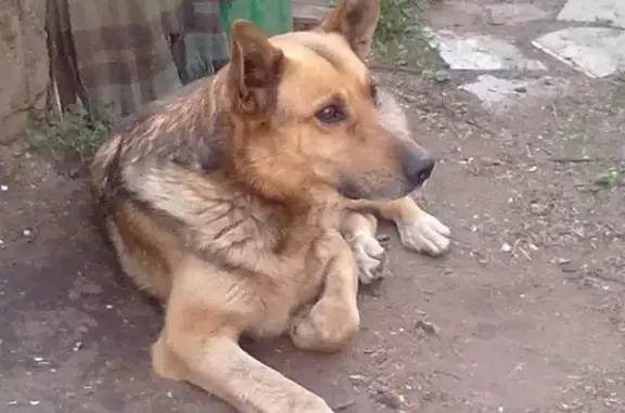 Пропала собака на ул. Красная, Чайковский