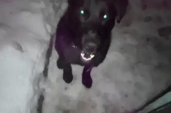 Найдена собака в Серпухове, бегает около станции Ока