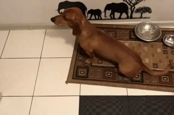 Собаки потеряшки, Оренбург, фото: Потеряшка такса на ул. Беляевская, Оренбург