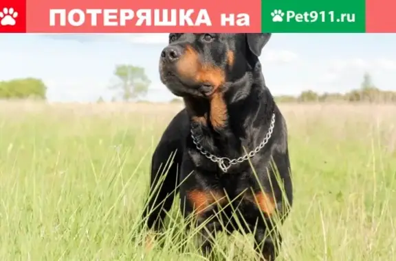 Пропала собака Гера на ул. Красноярская-Красная, Ужур