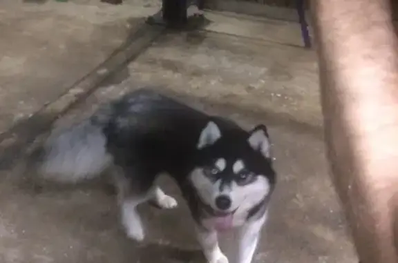 Найден щенок Хаски в Тотьме