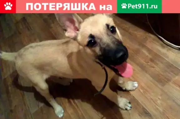 Найдена собака на ул. Советской в Самаре