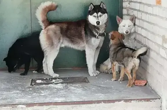Пропала собака Якут в Минусинске, Красноярский край