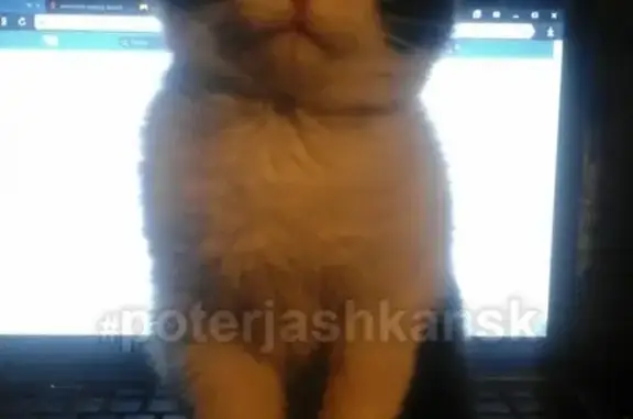 Кошки потеряшки, Новосибирск, фото: Потеряшка кошка в Первомайском районе, Красный факел, чапаева