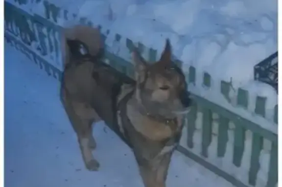 Пропала собака в Барабинске