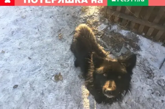Найдена собака на Таштыпской, 5 в Абакане!