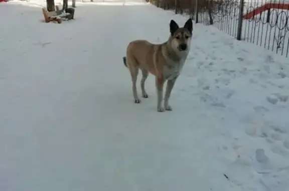 Найдена замёрзшая собака в Новокузнецке