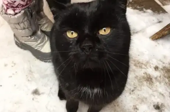 Найден ухоженный кот на улице Фурманова