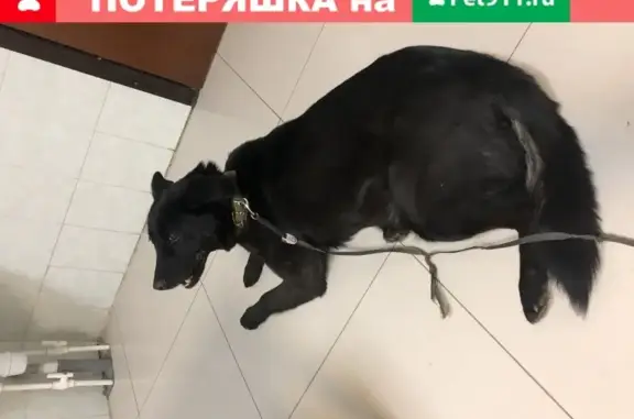 Найдена собака на Ленинском проспекте, Москва (адрес: Ленинский проспект, 45)