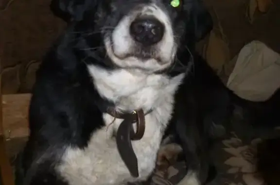 Собаки потеряшки, Тверь, фото: Потеряшка собака на ул. 2-ая Силикатная, помогите найти!