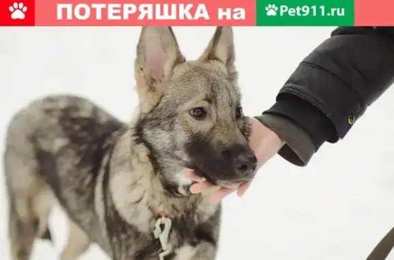 Найден щенок овчарки в Москве, ищет дом.