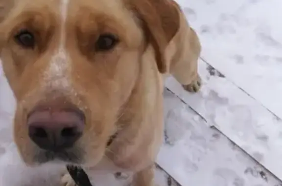 Найдена грустная собака с ошейником в деревне Малая Ельня