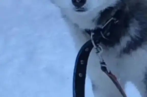 Собаки потеряшки, Кострома, фото: Потеряшка хаски в д. Нажерово, Кострома