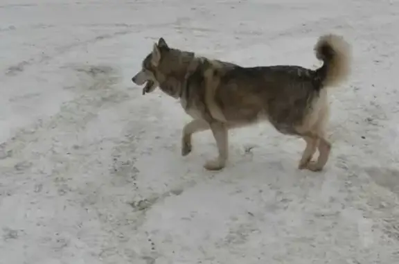 Найдена собака в Гатчине, Ленобласть