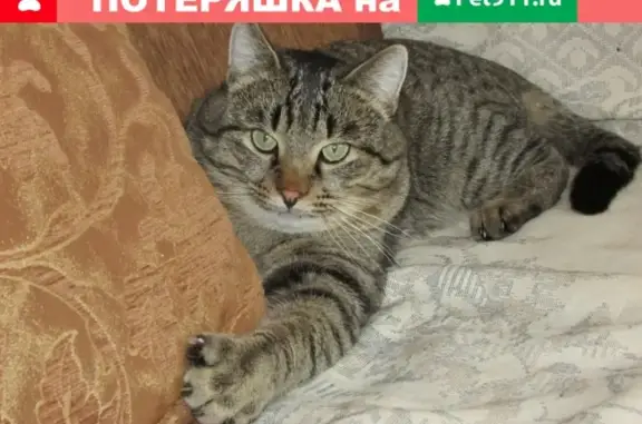 Пропал кот в Павловске, Воронежская обл.
