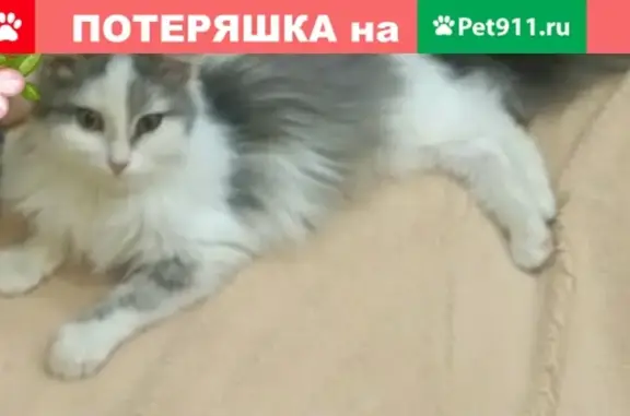 Кошки потеряшки, Набережные Челны, фото: Потеряшка кот в Набережных Челнах, 39/08, подъезд 10.