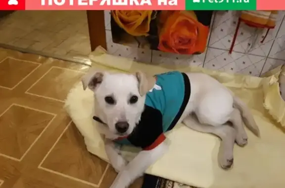 Собака в одежде на Липецкой обл.