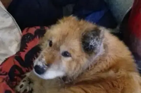 Собака в ошейнике: найдена в Сыктывкаре, нужен дом