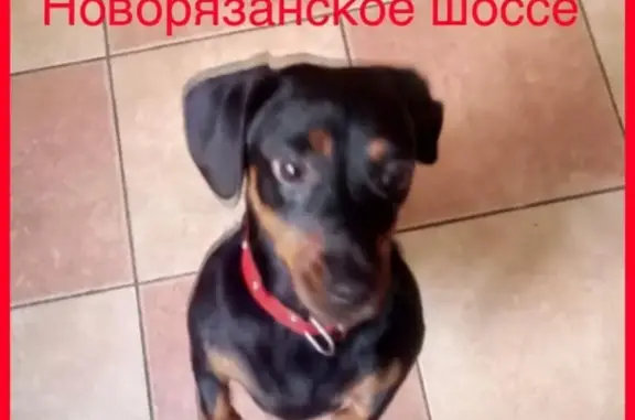 Найдена собака на Новорязанском шоссе, ищем хозяина!