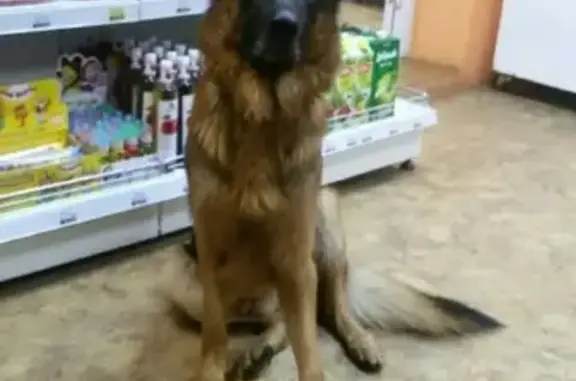 Найдена собака Собакена, адрес - Казань, Республика Татарстан.