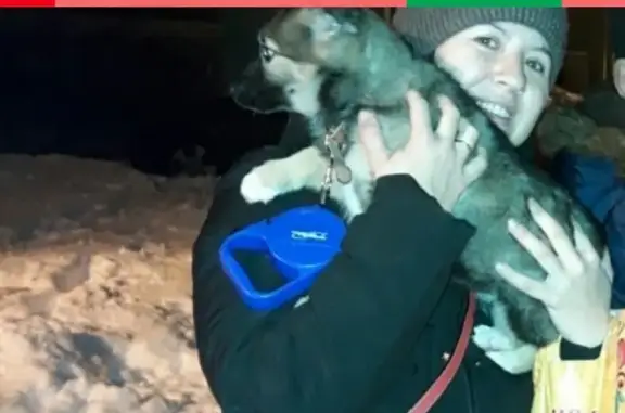 Пропал щенок возле ДРСУ в Стрежевом, Томская область