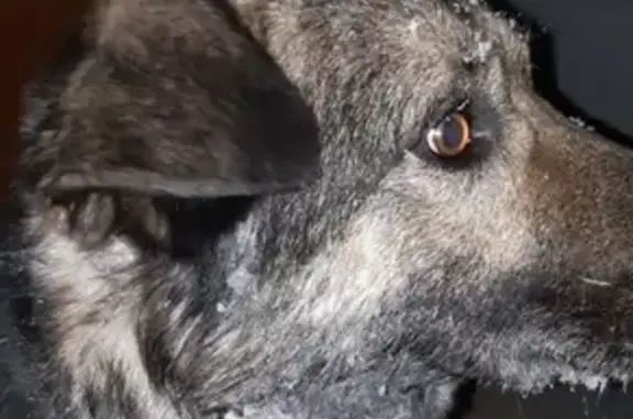 Пропала собака на Калинина 44, Каменск-Уральский