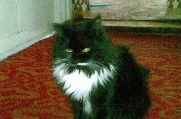 Пропала кошка в Белорецком районе: черная, пухлявая, в белых носочках и галстучке. Обращаться по телефону.