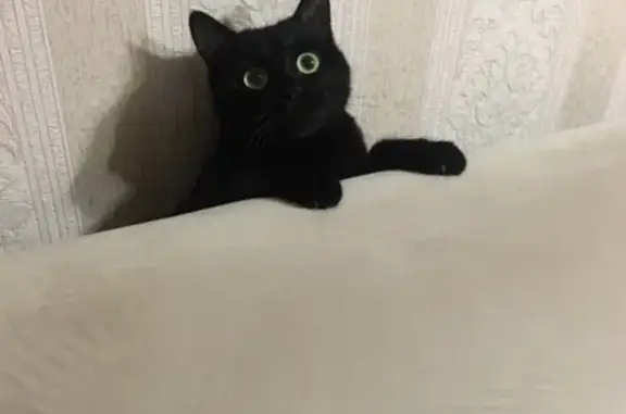 Кошки потеряшки, Киров, фото: Потеряшка кошка на Московской 153, Киров