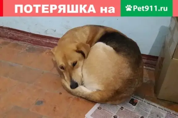 Найдена собака на ул. Первомайская, 166