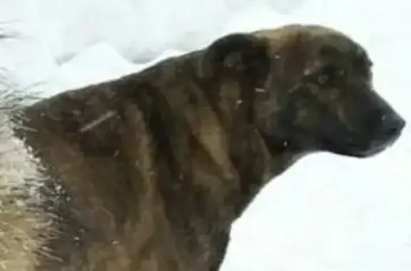 Пропала собака Багира в Прокопьевске