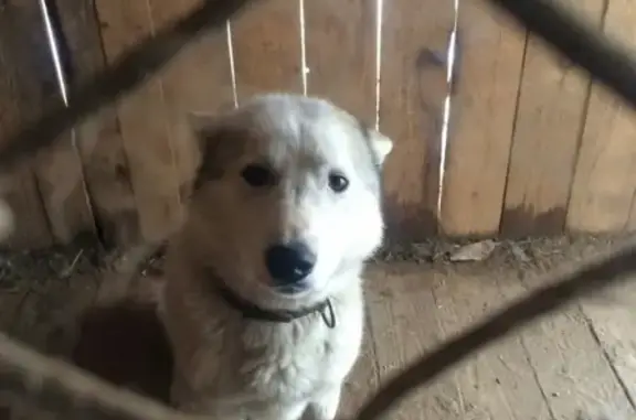 Собака найдена в селе Катынь-Покровская