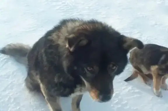 Найдена собака в Тынде, ищем хозяина
