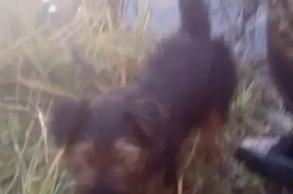 Пропала собака в Амурском поселке, вознаграждение.