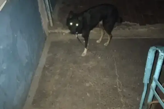 Найдена собака на ул. Бабушкина, Чита