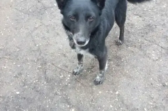 Найдена собака в Симферополе, Гагаринский парк с сиреневым ошейником.
