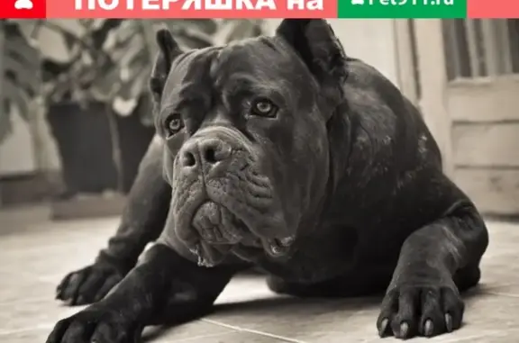 Найдена собака в Ростовской области!